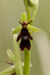 Ophrys mouche (Ophrys insectifera)
Ophrys insectifera in flower
