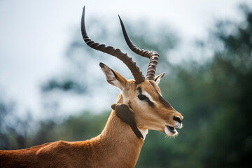 Common Impala male portrait with grooming oxpecker in Kruger National park, South Africa ; Specie Aepyceros melampus family of Bovidae