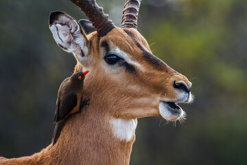 Common Impala male portrait with grooming oxpecker in Kruger National park, South Africa ; Specie Aepyceros melampus family of Bovidae