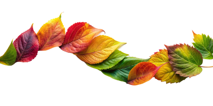 Autumn leaves wave. A fluid arc of leaves with a gradient from green to red, symbolizing the seasonal transition, ideal for fall-themed designs.