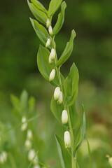 Sceau de Salomon commun (Polygonatum multiflorum)
Polygonatum multiflorum in flower
