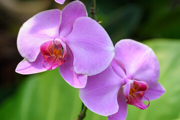 Beautiful orchid flower decoration in the tropical garden	