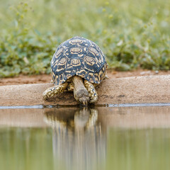 Leopard tortoise drinking front view in waterhole in Kgalagadi transfrontier park, South Africa ; Specie Stigmochelys pardalis family of Testudinidae