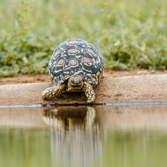 Leopard tortoise drinking front view in waterhole in Kgalagadi transfrontier park, South Africa ; Specie Stigmochelys pardalis family of Testudinidae