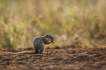 Smith bush squirrel eating seads on the ground in Kruger National park, South Africa ; Specie Paraxerus cepapi family of Sciuridae