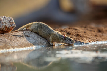 Smith bush squirrel drinking in waterhole in backlit in Kruger National park, South Africa ; Specie Paraxerus cepapi family of Sciuridae