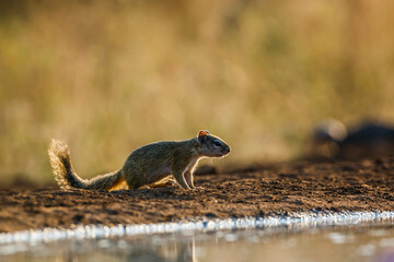 Smith bush squirrel tail up on the ground in backlit in Kruger National park, South Africa ; Specie Paraxerus cepapi family of Sciuridae