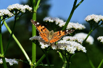 Ein Distelfalter (Schmetterling) auf weißen Baldriandolde    -Nahaufnahme- - obrazy, fototapety, plakaty