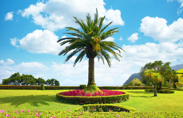 Canary palm in the garden of the Miradouro of Ponta do Sossego on the island of Sao Miguel in the Azores archipelago