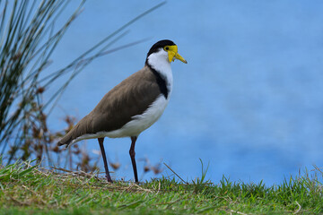 Fototapeta premium Ground-dwelling Australian adult Masked Lapwing next to riverbank blue water looking soft light