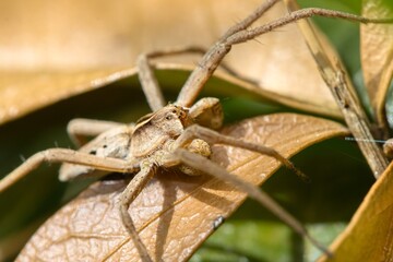 Nursery web spider (Pisaura mirabilis) in a typical position. A series of images. Macro.