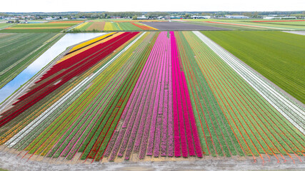 Aerial photo of colorful tulip fields