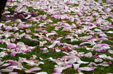 pink magnolia petals on a green lawn