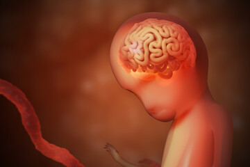 Development of brain of unborn baby. 3D rendered illustration.