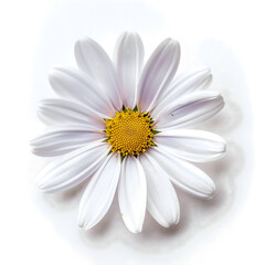 daisy isolated on white background