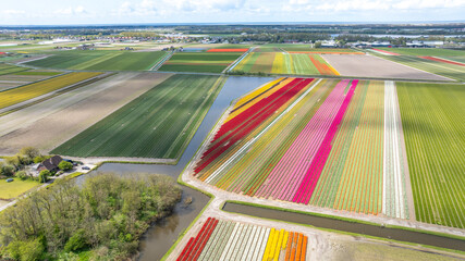Aerial photo of colorful tulip fields