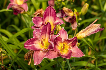 The flowers of the daylily Entrapment Hemerocallis Entrapment are mother-of-pearl pink in different...