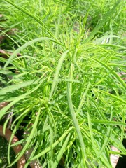 green grass background