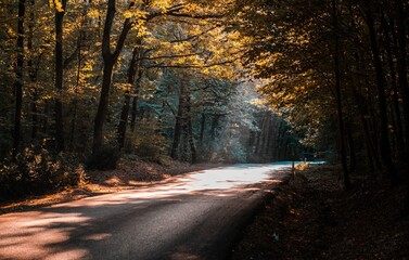 Beautiful view of a single lane road with sun rays breaking through autumn tree branches
