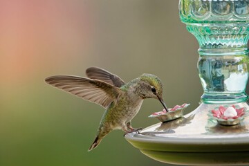 Closeup shot small hummingbird drinking from feeder
