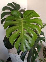 monstera plant