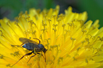 an insect on a flower (Vers. 1)
