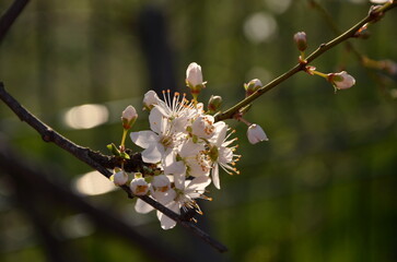blooming cherry plum branch in spring