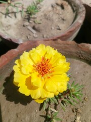 flower in the garden