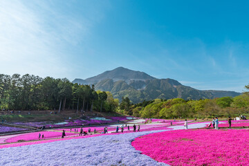 秩父・羊山公園の芝桜と武甲山