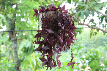 Hanging plants with a blurred background