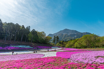 秩父・羊山公園の芝桜と武甲山
