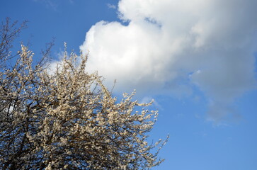 blooming cherry plum  tree in  spring against the sky