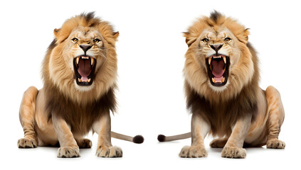 Male lions roaring. Animal illustration on the white background.