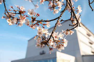 桜の花と高層の建物