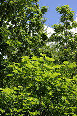 green leaves background