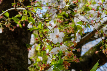 桜の花と緑の葉