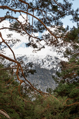 Snowy mountain seen through pine tree branches in natural landscape