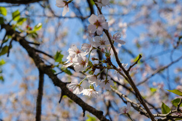 桜の花