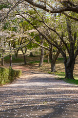 Fototapeta premium 桜の花びらが散った散歩道