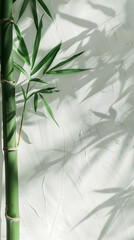 A single green bamboo stalk with delicate leaf shadows casting patterns on a textured white wall.
