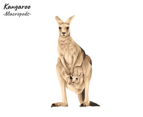 Kangaroo - Macropods illustration