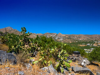 Natural cacti on a hill (Elounda, Crete, Greece)