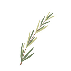 Rosemary isolated on white background. Fresh herb branch. Hand drawn illustration.
