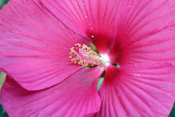 Hibiskus © Fotolyse
