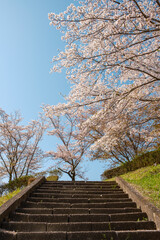 公園の階段と桜の木々