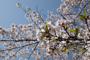 桜の花と新緑
