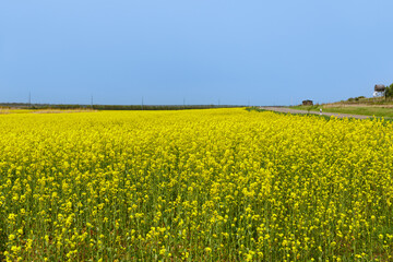 Rapeseed harvest on the field. Rapeseed is a type of herbaceous plant of the Cabbage genus, yellow in color against a blue sky.