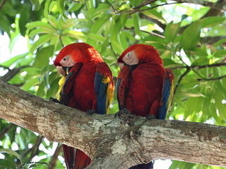 ara parrot couple