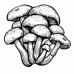 Edible mushrooms. Hand drawn vector illustration isolated on white background.