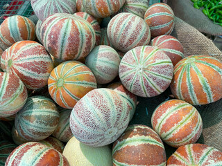 Fototapeta na wymiar The Kajari melon, also known as the Delhi melon, is a small heirloom melon from the Punjab region of India that is known for its unique coloring. The fruit is copper red with green and cream stripes, 